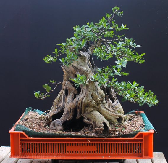 privet bonsai
